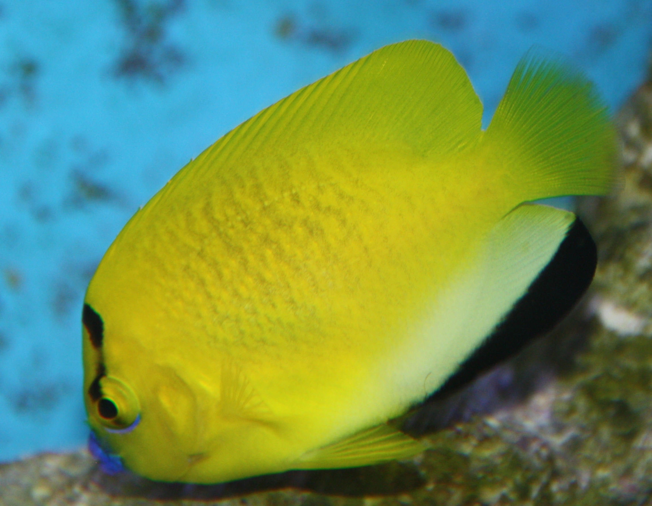 Blålæbet kejser (Apolemichthys trimaculatus )